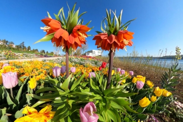 Landesgartenschau Überlingen ist für Besucher geöffnet